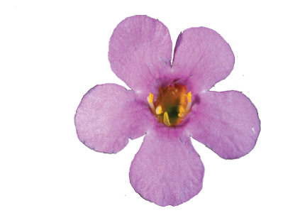 Scopia® Great Pink Beauty