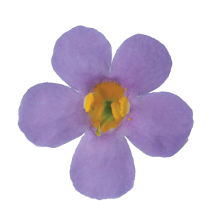 Scopia® Great Regal Blue