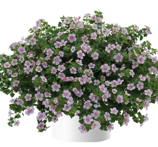 Scopia® Gulliver Pink Heart Improved