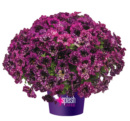 Splash Dance™ Magenta Mambo