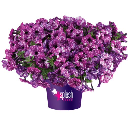 Splash Dance™ Purple Polka