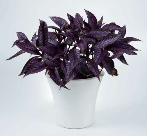 Persian Shield™