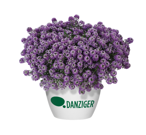 Lavender Stream™