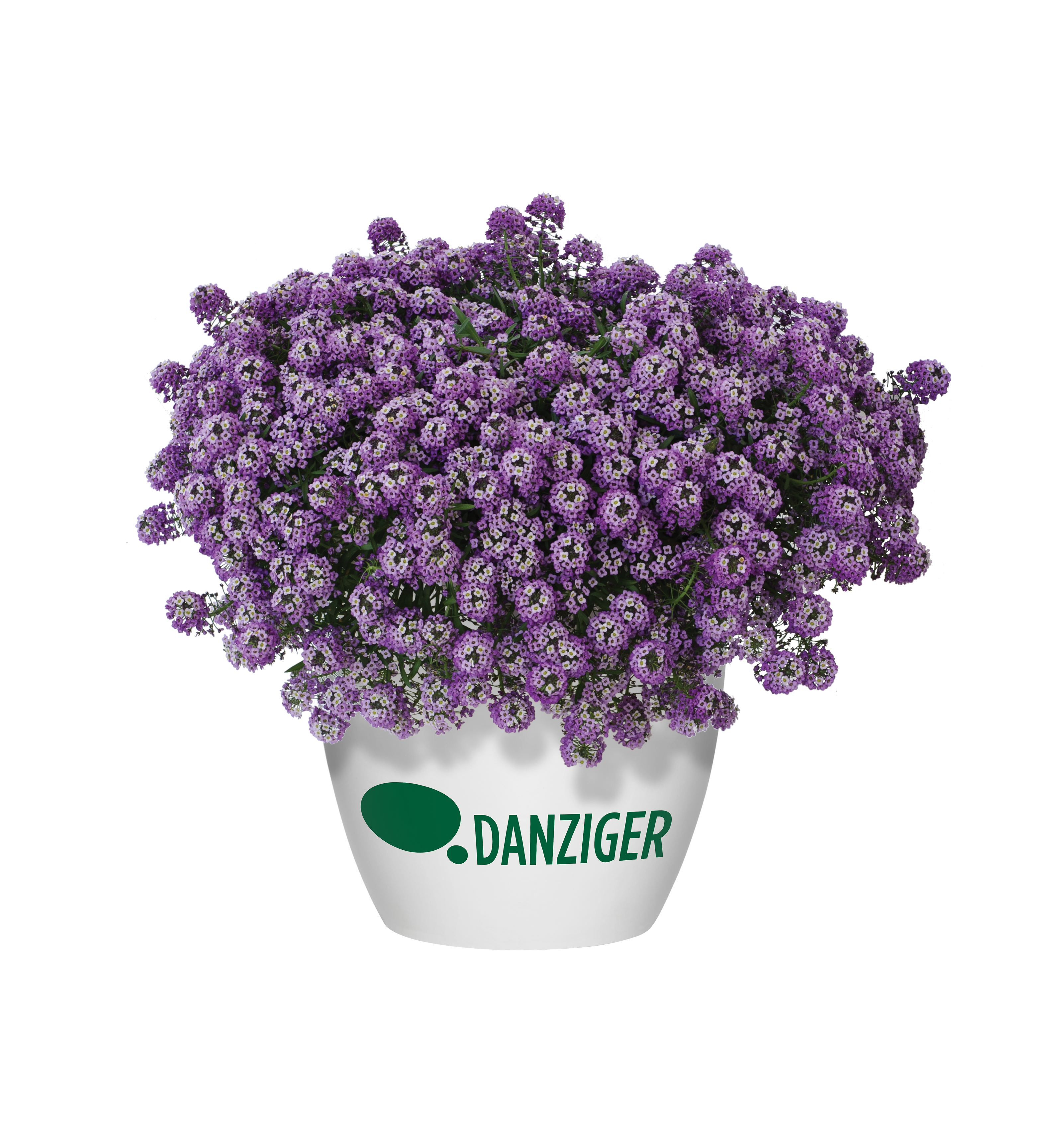 Lavender Stream™