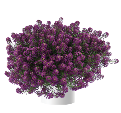 Purple Imp. Stream™