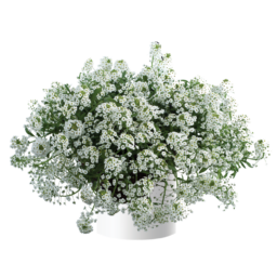 White Stream™