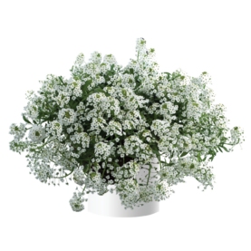 White Stream™