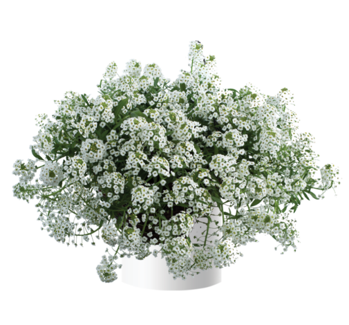 White Stream™