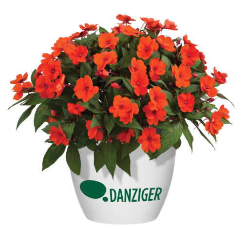 Sun Harmony™ Deep Orange