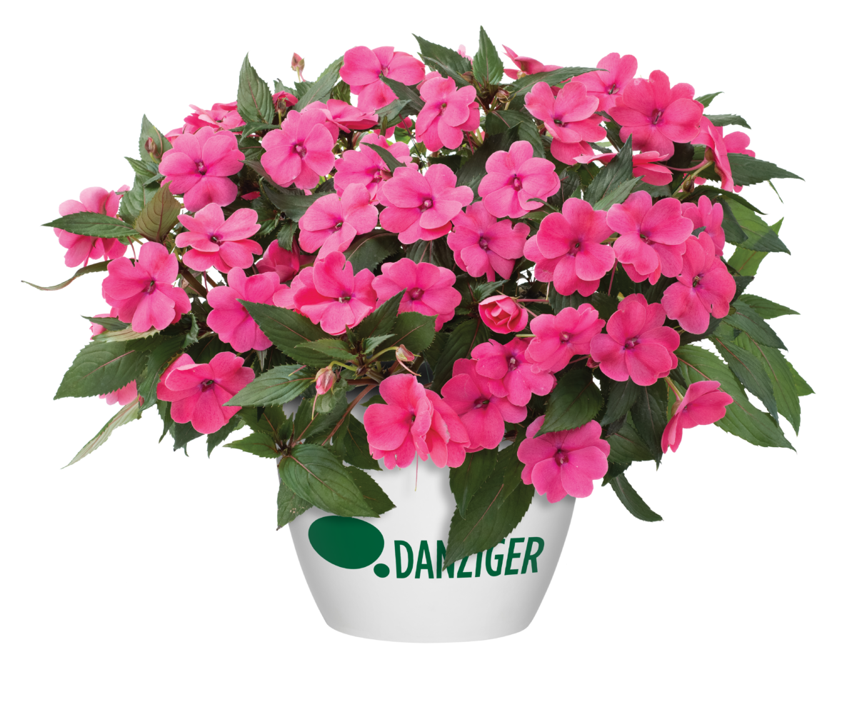 Sun Harmony™ Deep Pink