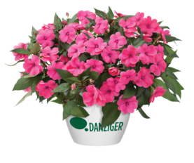 Sun Harmony™ Deep Pink