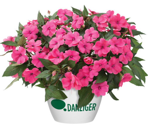 Sun Harmony™ Deep Pink