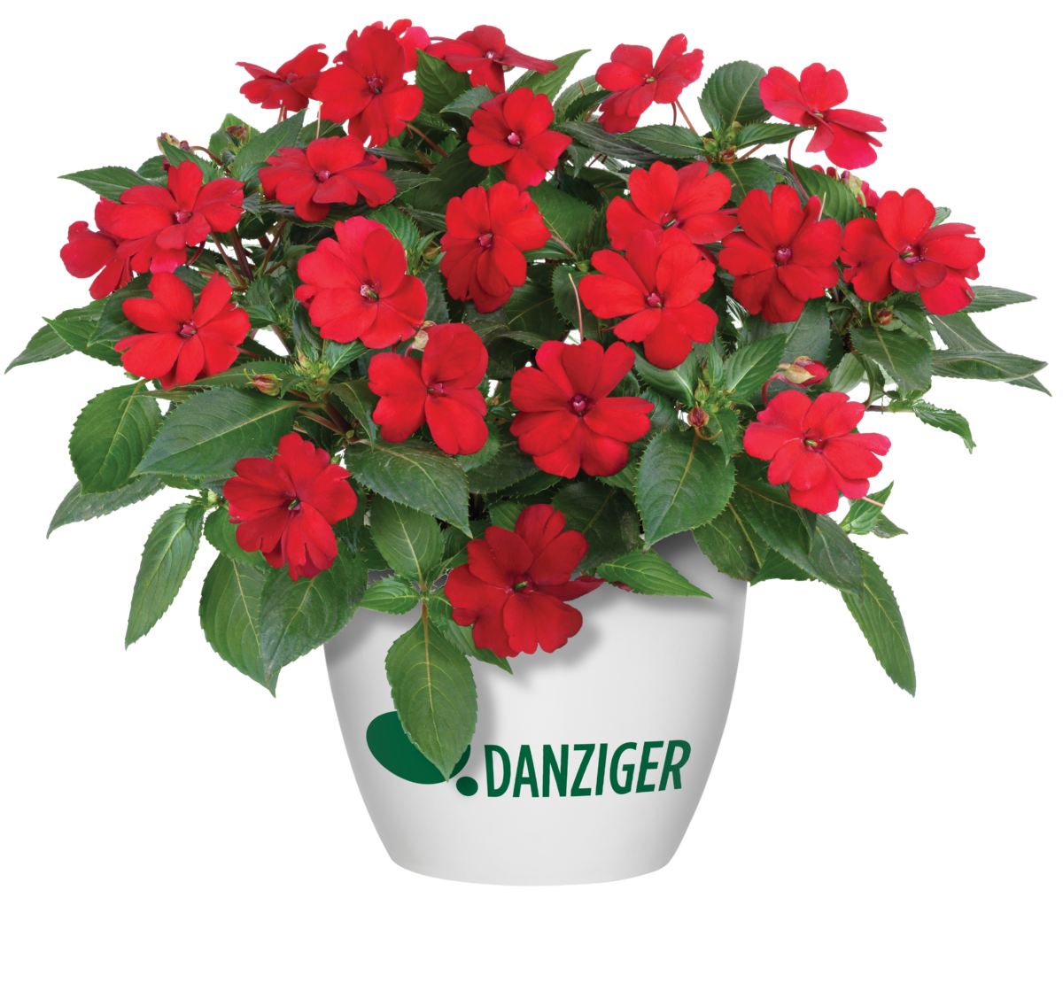 Sun Harmony™ Red