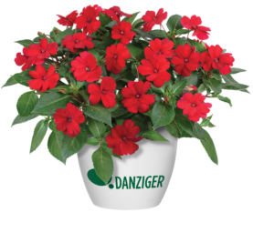 Sun Harmony™ Red