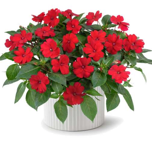 Sun Harmony™ Red