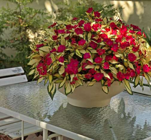 SunPatiens® Compact Tropical Rose
