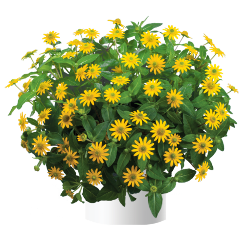 Talya™ Great Yellow