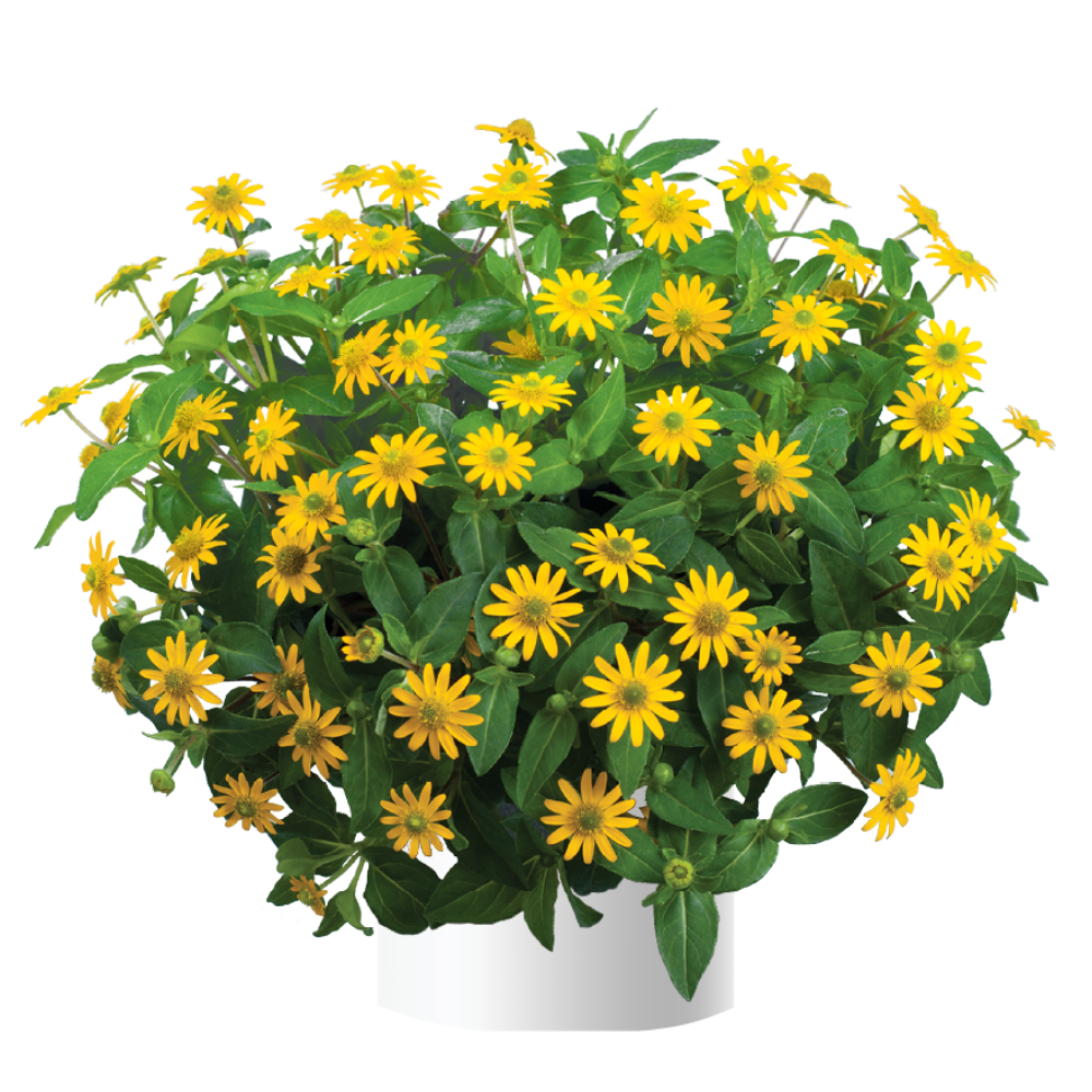 Talya™ Great Yellow