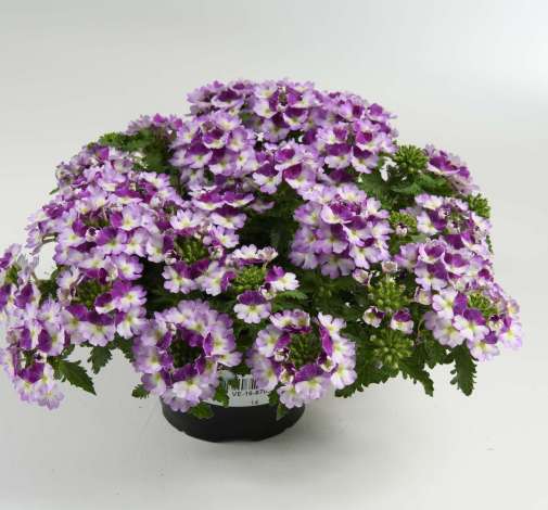 Vanessa™ Compact Bicolor Purple