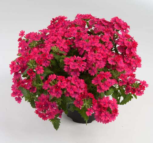 Vanessa™ Compact Neon Pink