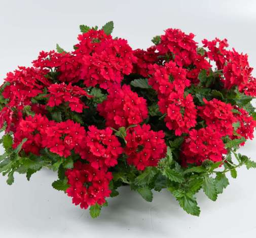 Vanessa™ Red