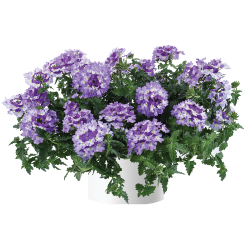 Vanessa™ Bicolor Indigo