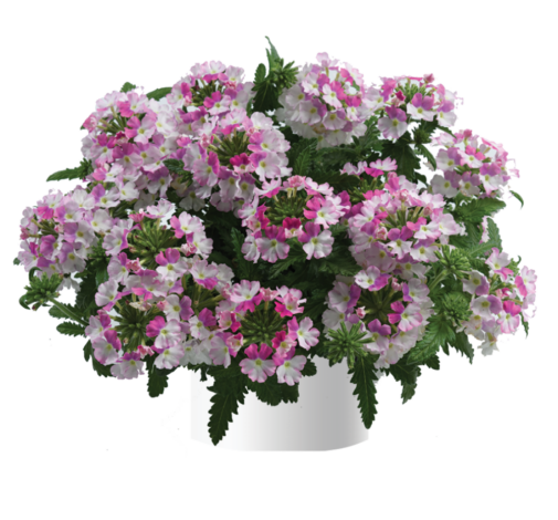 Vanessa™ Compact Bicolor Rose