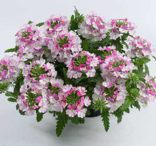 Vanessa™ Compact Bicolor Rose