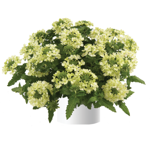 Vanessa™ Compact Lime