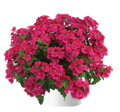 Vanessa™ Compact Neon Pink