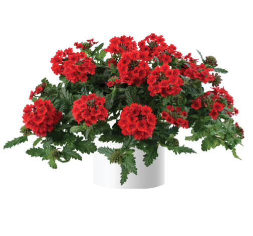 Vanessa™ Compact Red