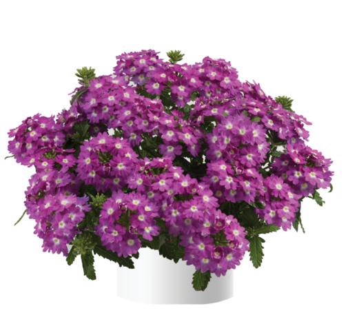 Vanessa™ Compact Violet