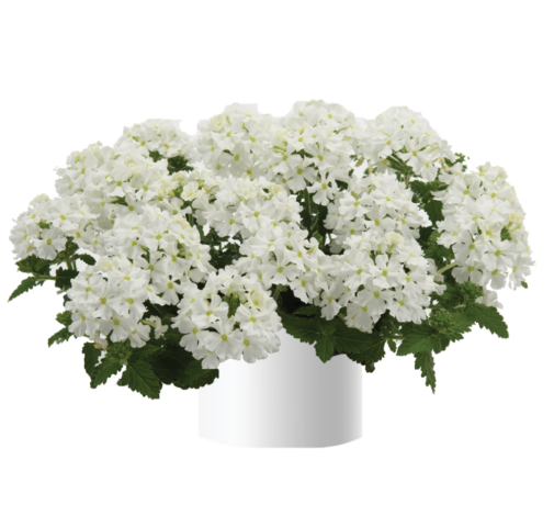 Vanessa™ Compact White