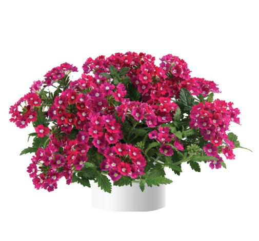 Vanessa™ Dark Pink