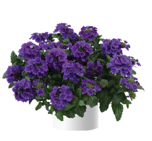 Vanessa™ Purple