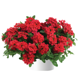 Vanessa™ Red