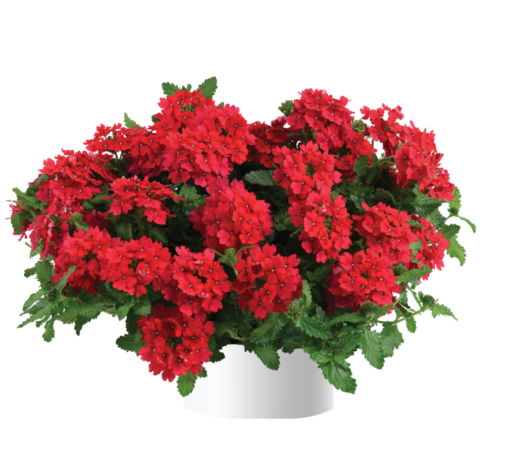 Vanessa™ Red