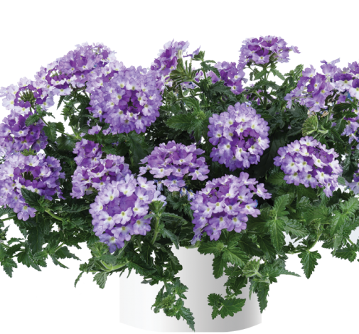 Vanessa™ Bicolor Indigo