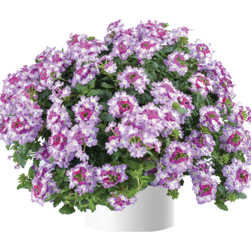 Vanessa™ Bicolor Purple