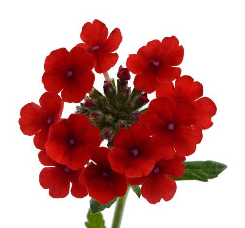 Vanessa™ Compact Red