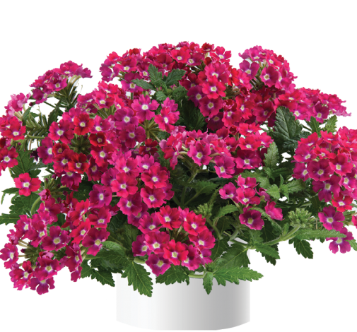Vanessa™ Dark Pink