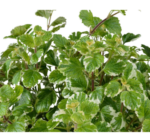 Variegata™