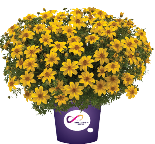 Yellow Charm™