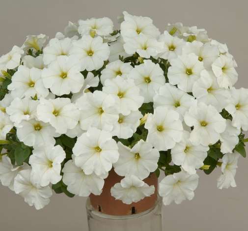 White Ray™