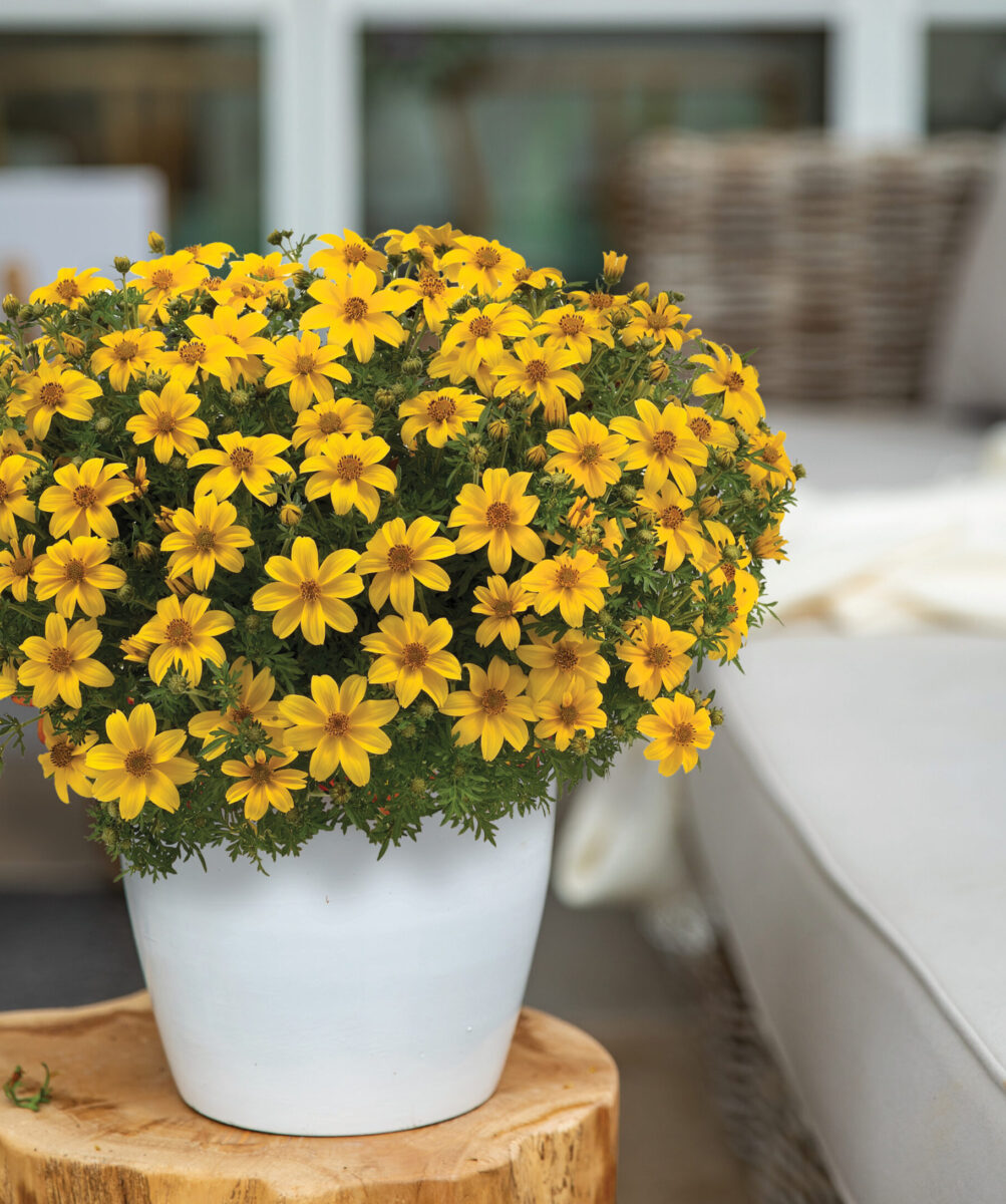 Yellow Charm™
