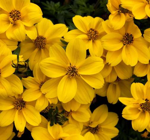 Yellow Sunshine™