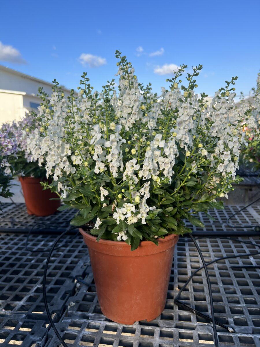 Alonia™ Snowball