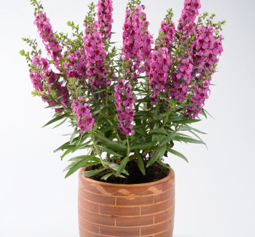 Alonia™ Big Dark Pink