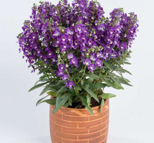 ALONIA™ Violet