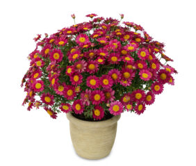 Angelic™ Burgundy